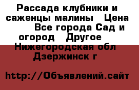 Рассада клубники и саженцы малины › Цена ­ 10 - Все города Сад и огород » Другое   . Нижегородская обл.,Дзержинск г.